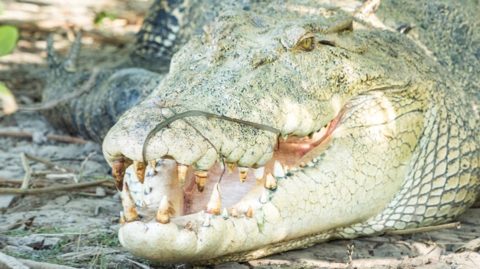 Australien Top End Krokodil
