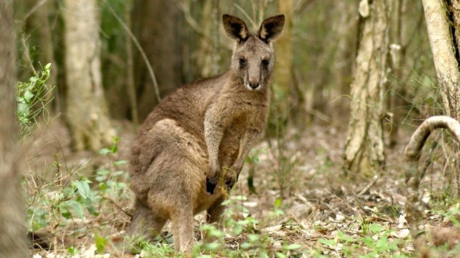 Australien Jervis Bay Paperbark Camp Känguru