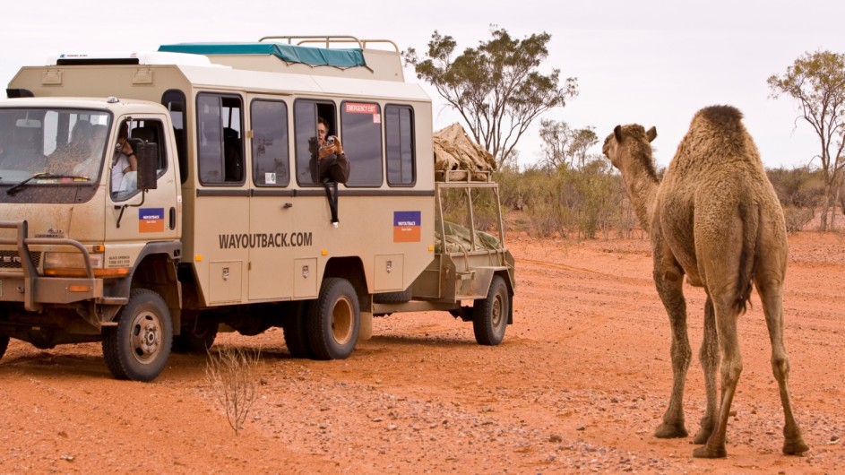 Australien Red Center Kamelbegegnung