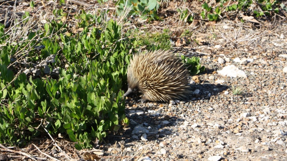 Australien Kangaroo Island Echidna