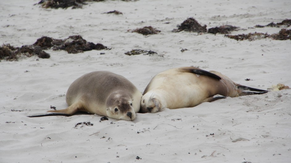 Australien Kangaroo Island Seals Bay