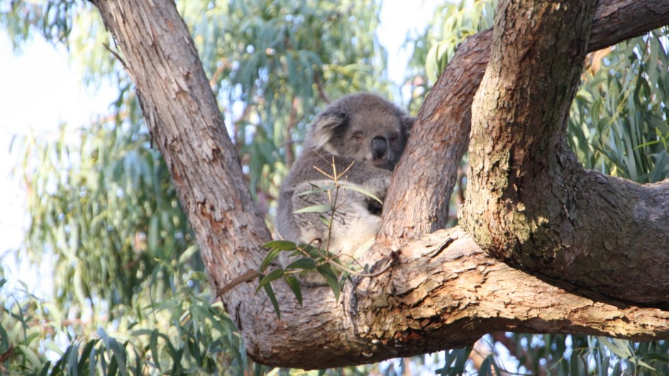 Australien Koala