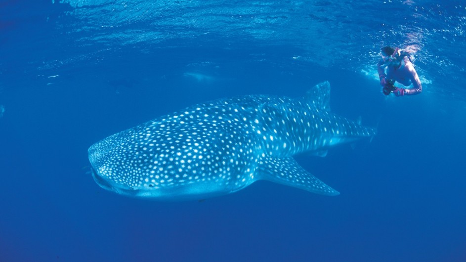 Australien Sal Salis Ningaloo Reef Schwimmen mit Walhaien