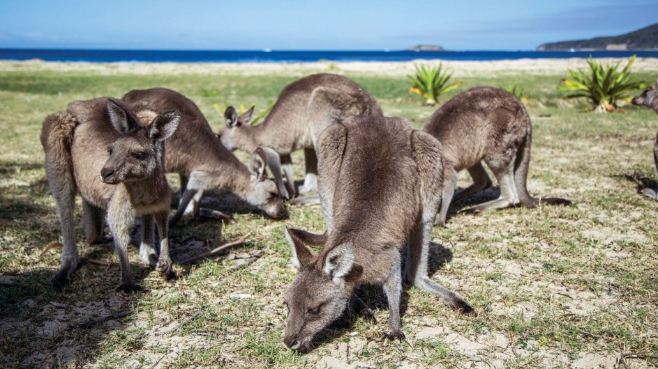 Australien Pebbly Beach Murramarang Nationalpark