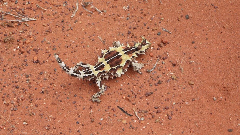 Australien Red Center Thorny Devil