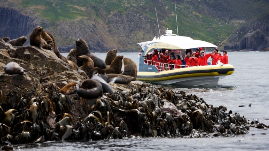 Australien Tasmanien Flagship Seehunde Bruny Island