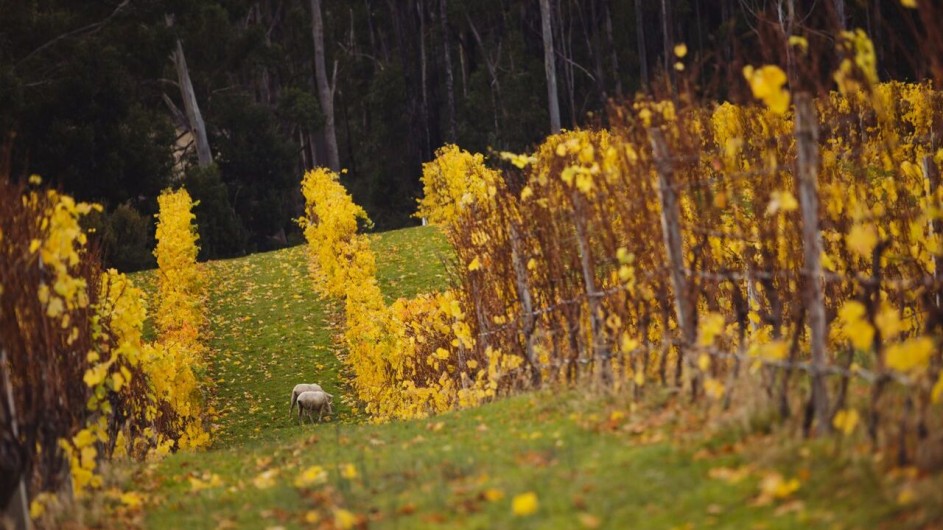 Australien Tasmanien Weingut