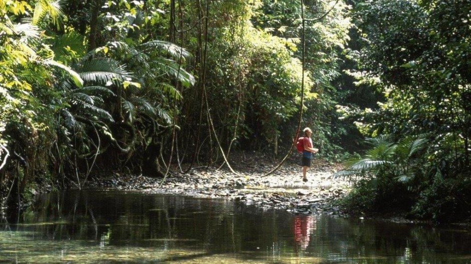 Australien Daintree Nationalpark