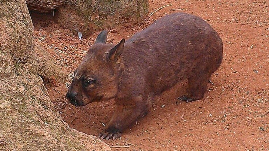 Australien Wombat