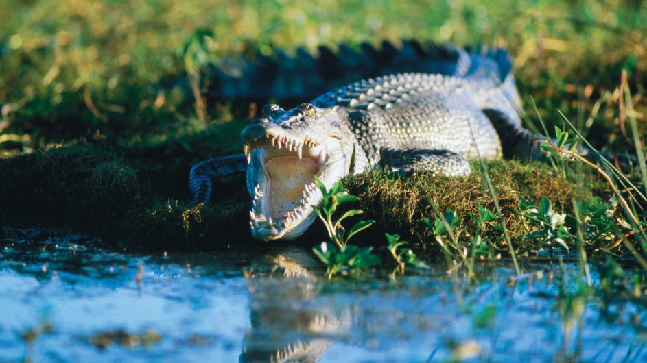 Australien Top End Salzwasserkrokodil