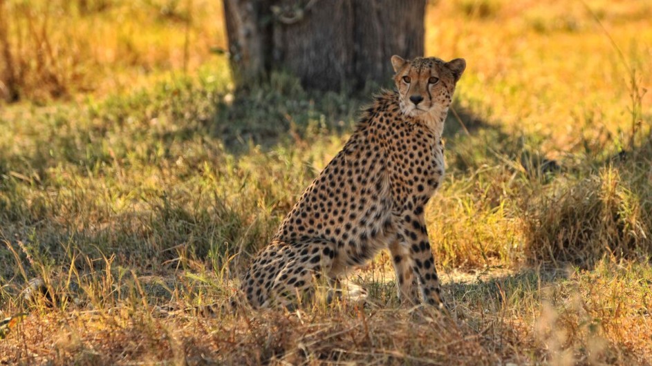 Botswana Khwai Tented Camp Gepard