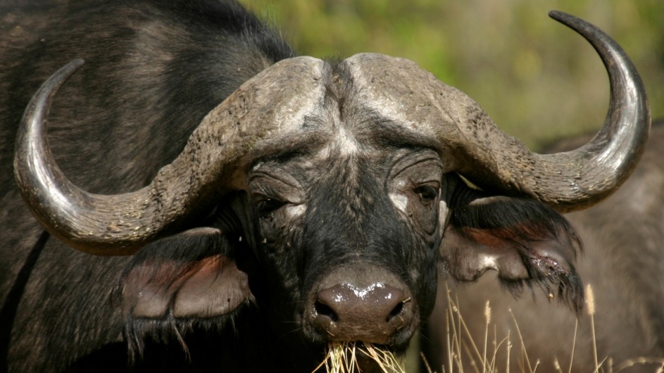 Botswana Büffel im Moremi Game Reserve