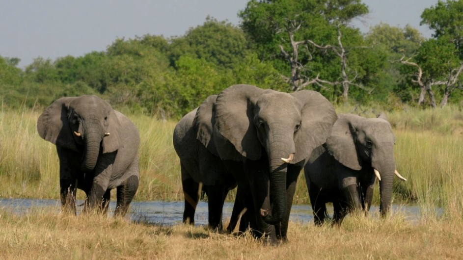 Botswana Elefanten im Moremi Game Reserve