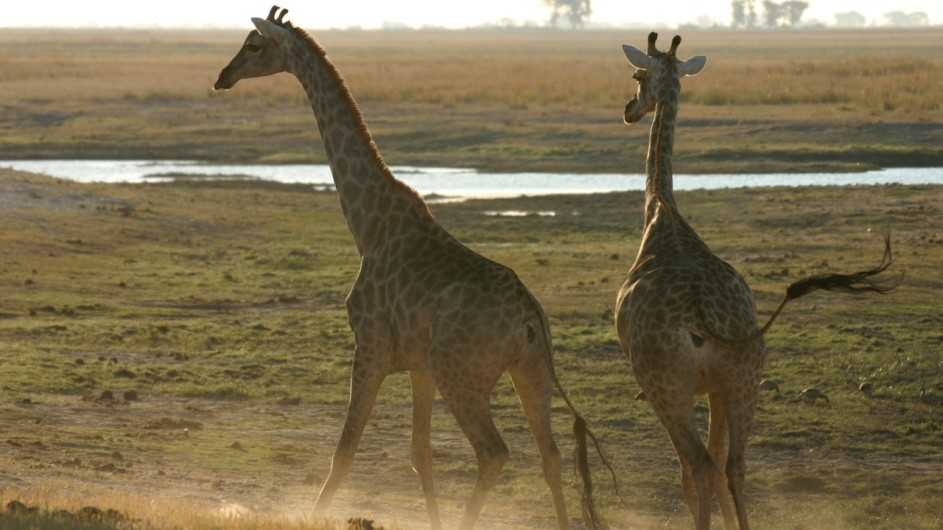 Botswana Giraffen im Chobe Nationalpark