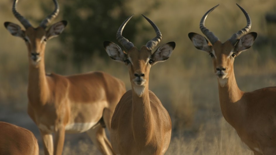 Botswana Impalas im Moremi Game Reserve