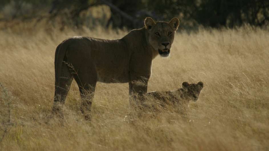 Botswana Löwen im Moremi Game Reserve