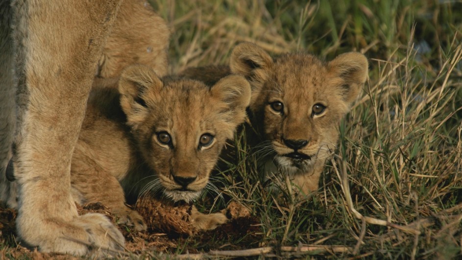 Botswana Löwenbabys im Moremi Game Reserve