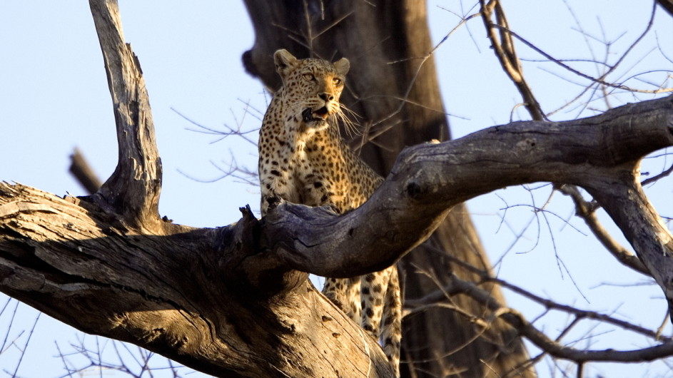 Botswana Camp Savute Leopard