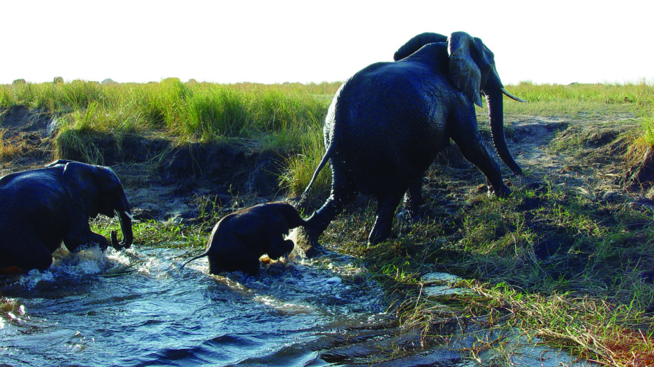 Botswana Chobe Safari Lodge Elefanten