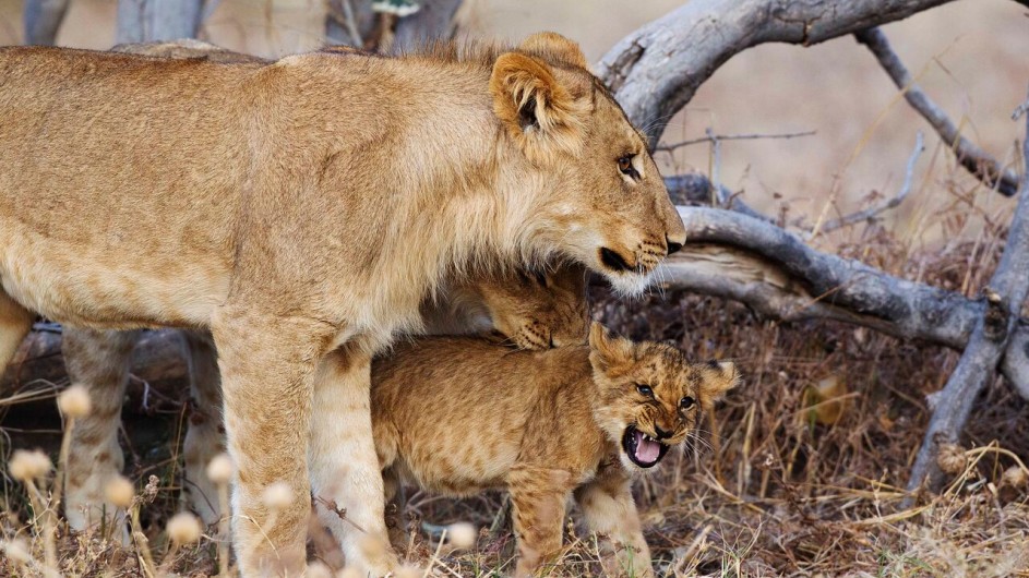 Botswana Savute Safari Lodge Löwen