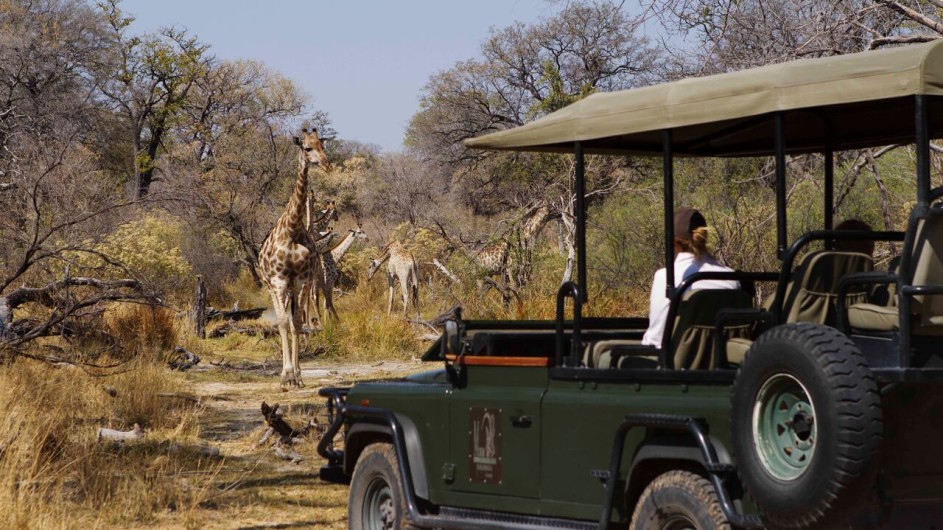 Botswana Camp Xakanaxa Pirschfahrt Giraffe