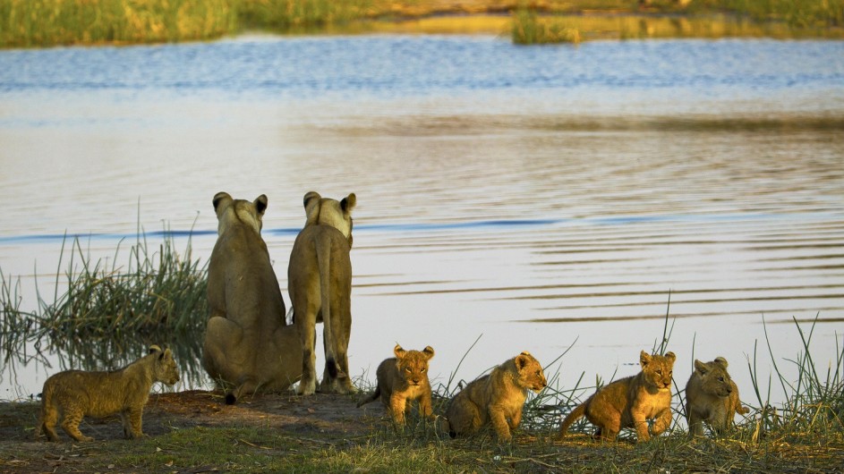 Botswana Zarafa Camp Löwen
