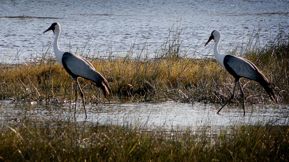 Botswana Vögel in der Kalahari
