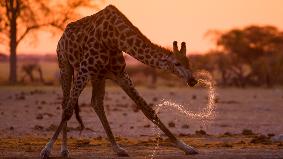 Botswana Little Kwara Camp