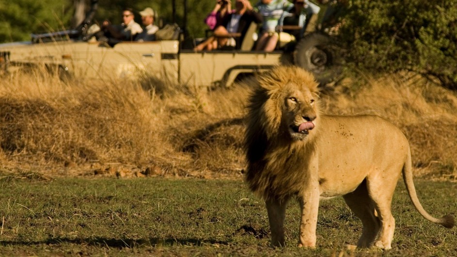 Botswana Letaka Safaris Pirschfahrt Löwe