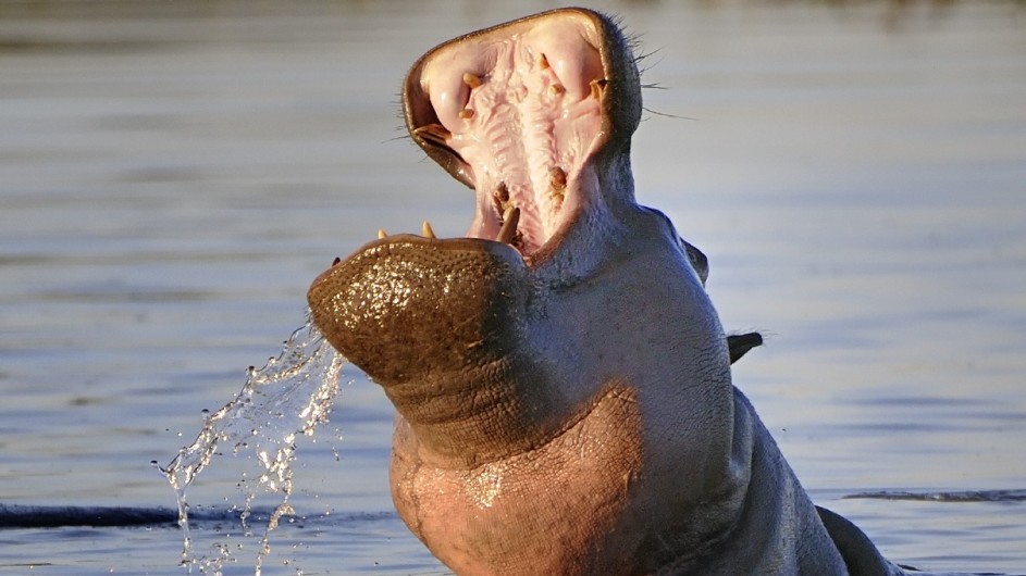 Botswana Okavango Delta Kwara Camp Nilpferd