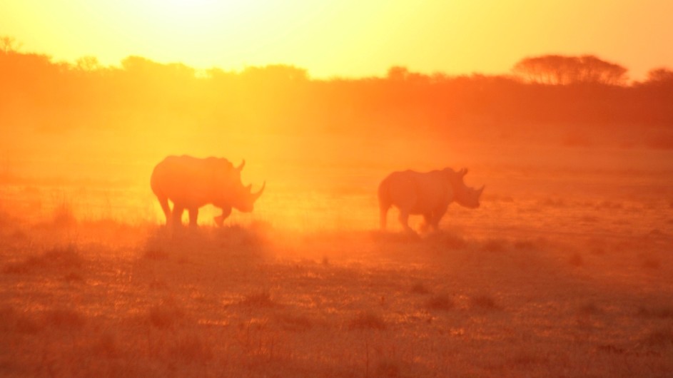 Botswana Sunway Safaris Nashörner