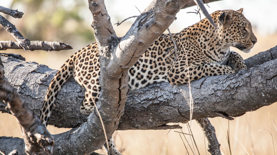 Botswana Pom Pom Camp Leopard