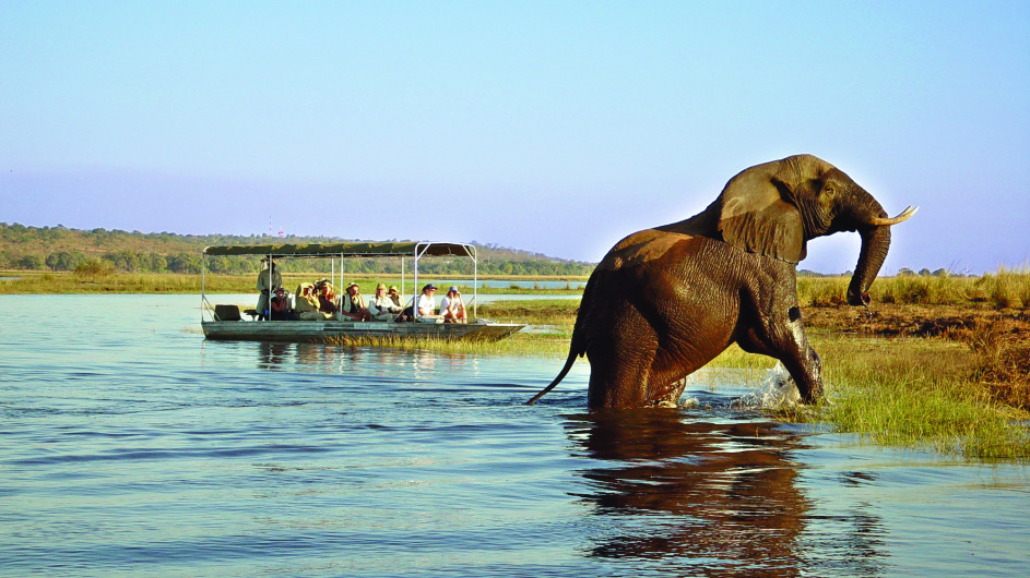 Botswana Chobe Safari Lodge Bootsausflug Elefant