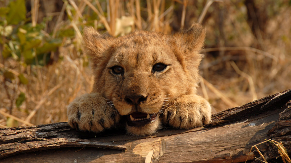Botswana Löwenbaby