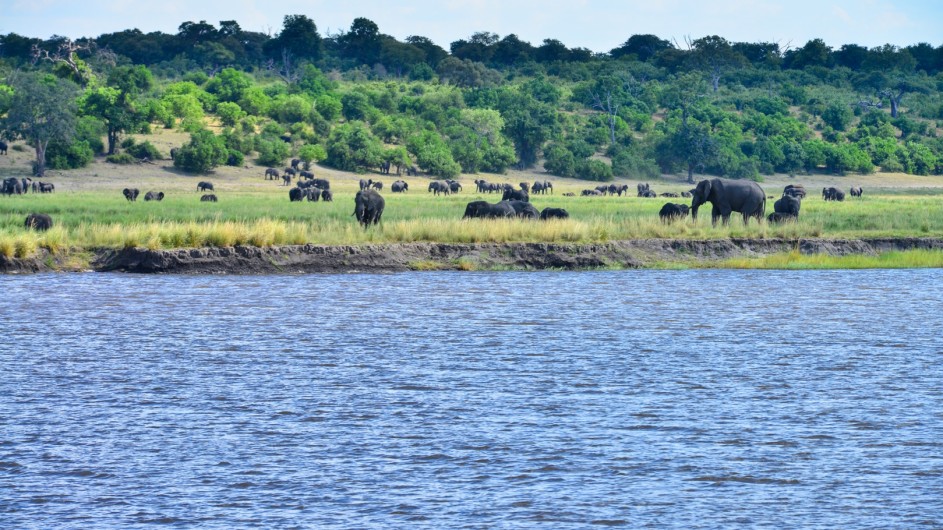 Botswana Chobe Princess Aussicht Elefanten