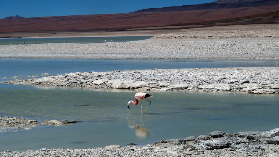 Chile Atacama Wüste Falmingo imSalzsee