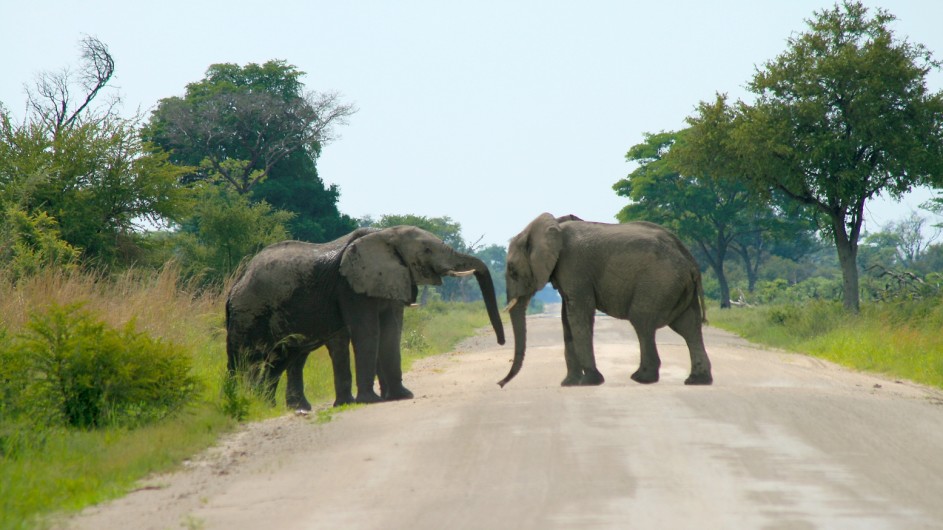 Namibia Elefantenherde im Caprivi