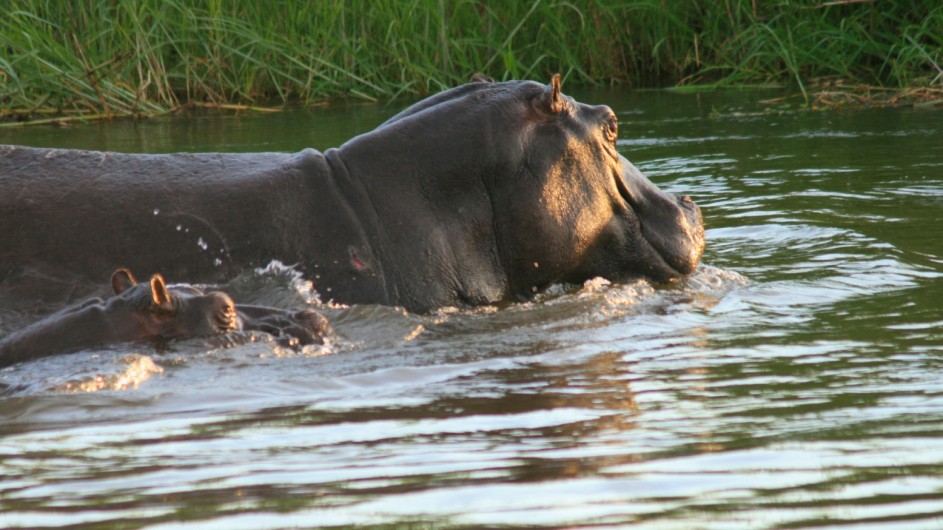 Namibia Caprivi Nilpferde im Okavango River