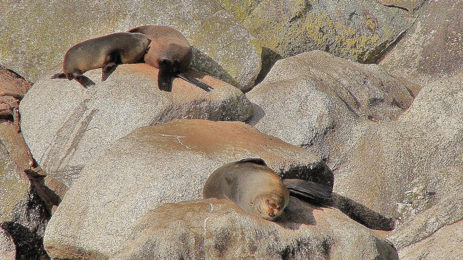 Neuseeland Abel Tasman Nationalpark Seehunde