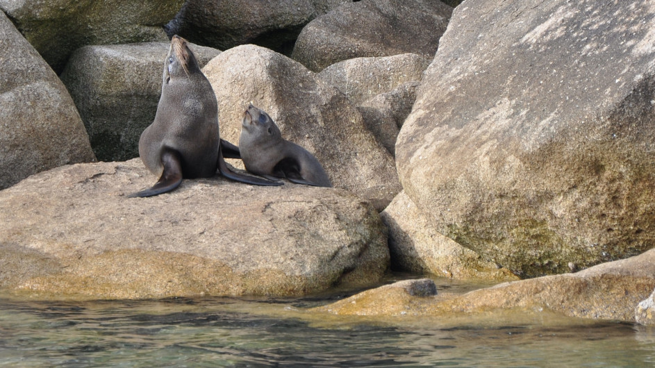 Neuseeland Abel Tasman Nationalpark Seehunde