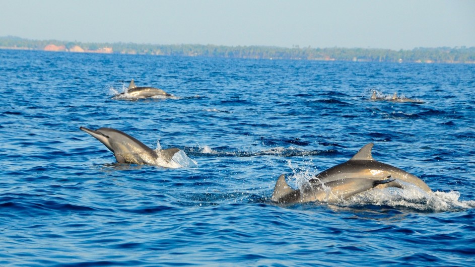Sri Lanka Delfine