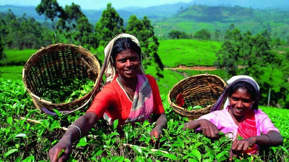 Sri Lanka Teepflückerinnen