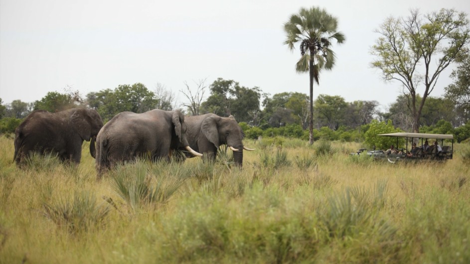 Botswana Okavango Delta Pirschfahrt Elefanten