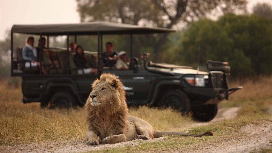 Botswana Okavango Delta Pirschfart Löwe