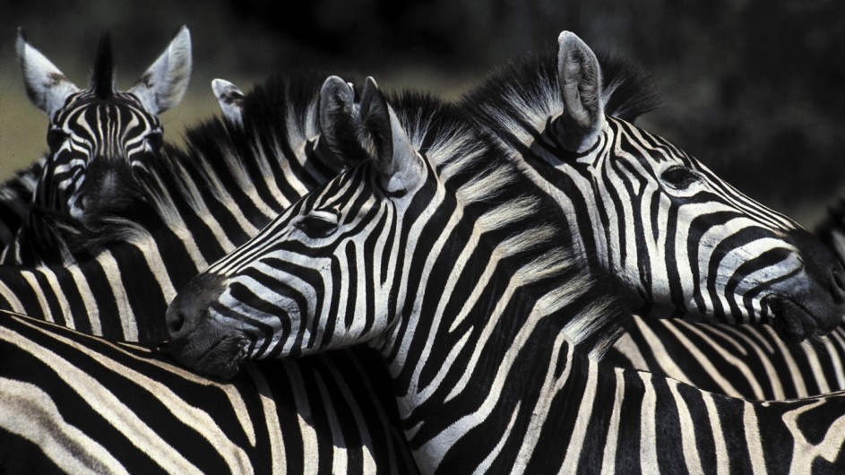 Botswana Wildlife Zebras