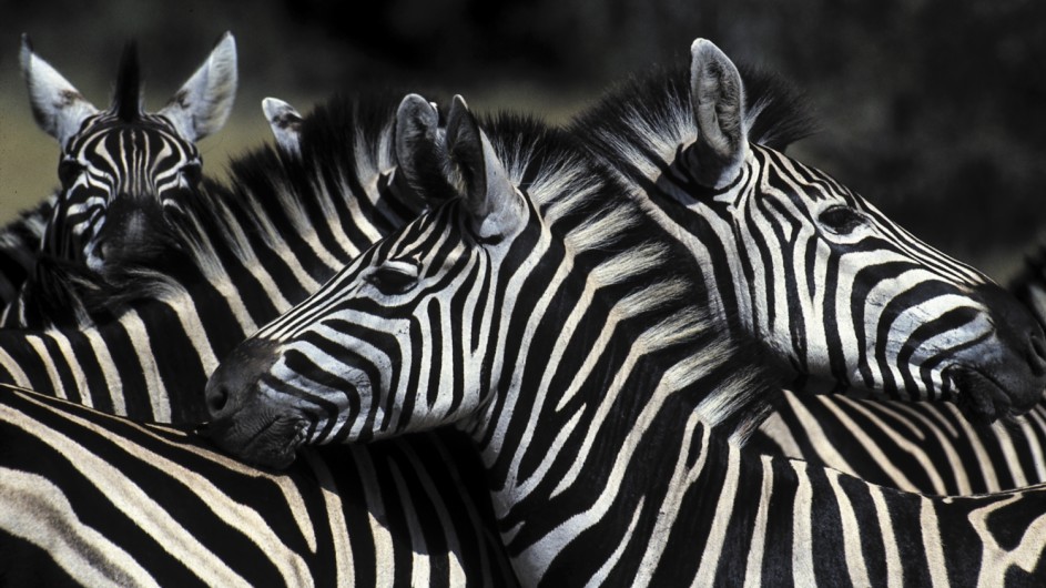 Botswana Wildlife Zebras