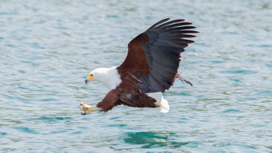 Malawi Cape Maclear Adler