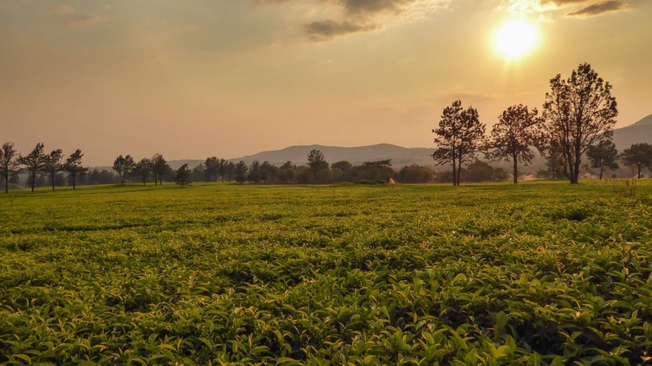 Malawi Mulanje Berge Teeplantage