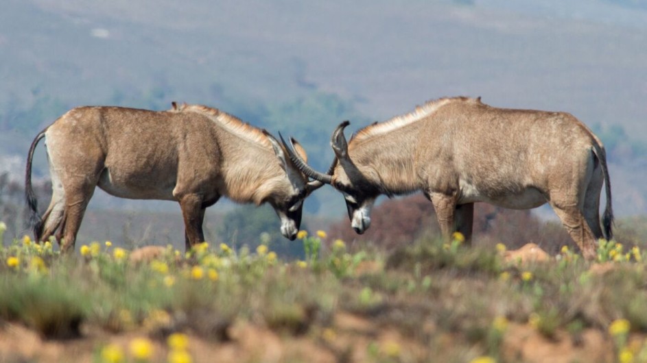 Malawi Nyika Nationalpark