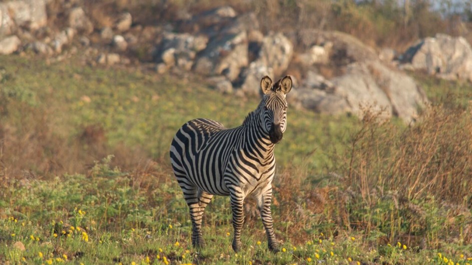 Malawi Nyika Pleateau Zebra